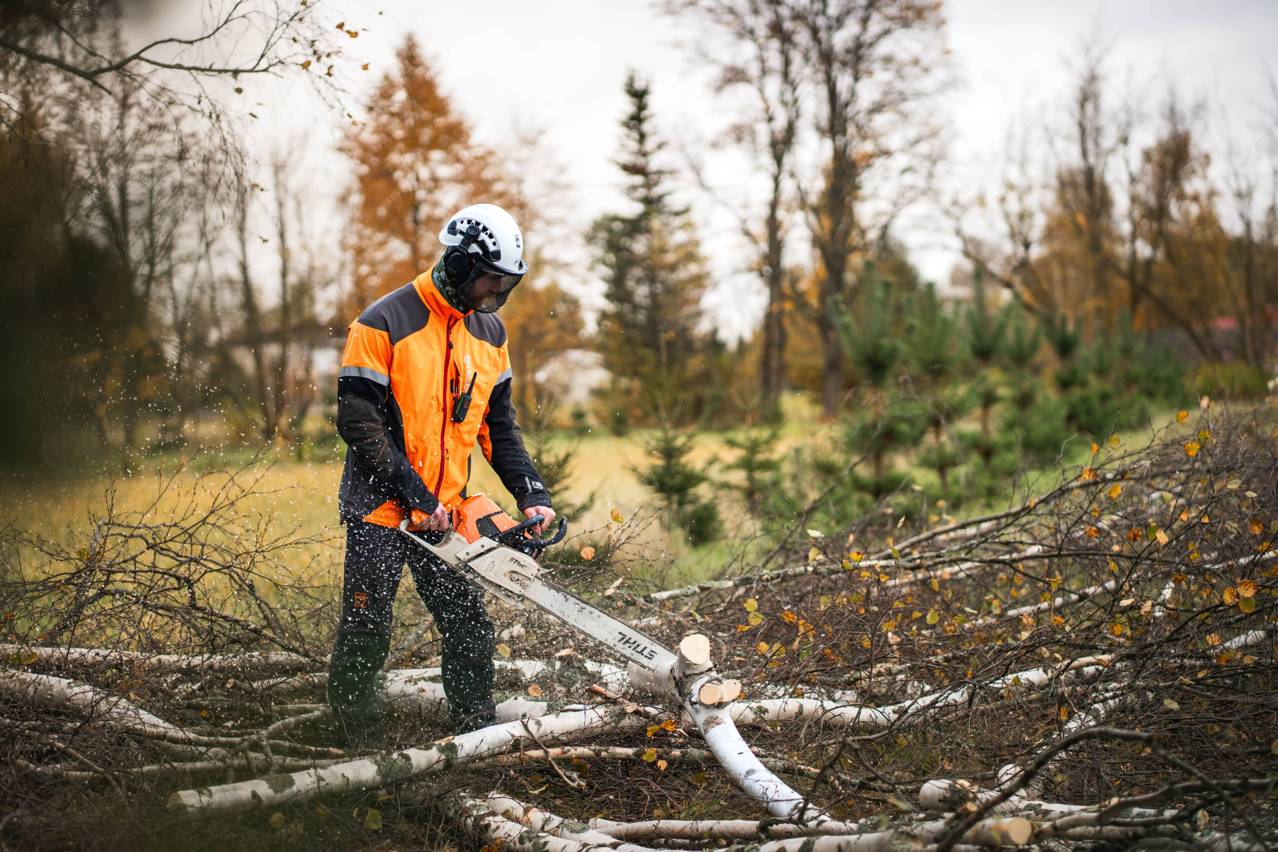 Puurändur OÜ arborist Sergei Vertepov puud langetamas ja koristamas Räpinas